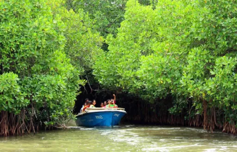 Pichavaram Mangrove Forest <br> 82km from Conch